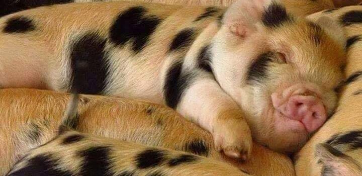 RETE DI PREGHIERA IN AIUTO AGLI ANIMALI SOFFERENTI