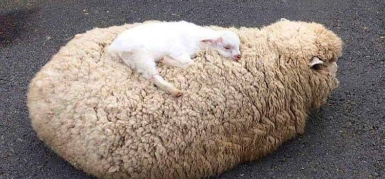 LA PRODUZIONE DEL TESSUTO PIU’ NATURALE DEL MONDO  GRONDA SANGUE…