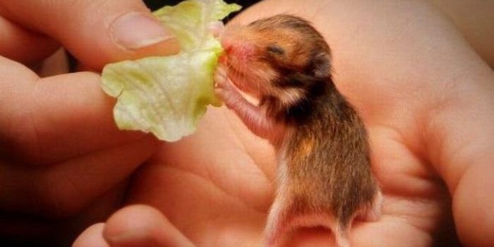 COVID, LE SAGGEZZE ED I PERICOLI NASCOSTI