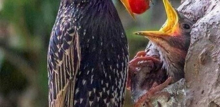 COSA MANGIANO I VEGANI?