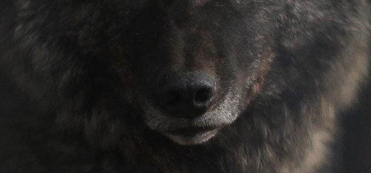 ANTROPOCENTRISMO  LA PIU’ PERNICIOSA SUPERBIA UMANA