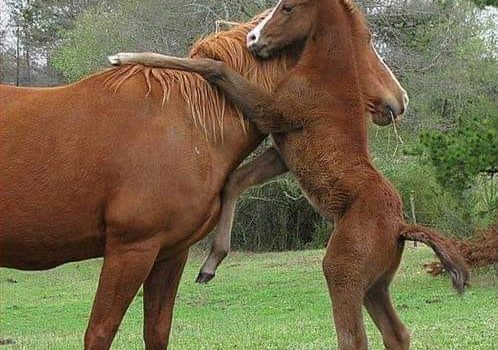 NOI UNIVERSALISTI VEGAN