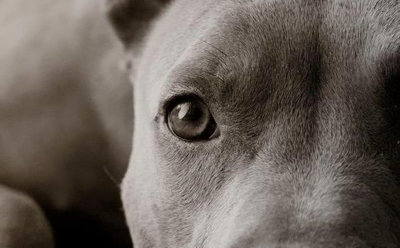 MANGIARE DI TUTTO  NON E’ LA SOLUZIONE DEL PROBLEMA MA IL PROBLEMA