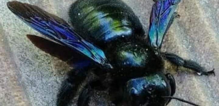 VERSO LA CONVERGENZA DELLE GRANDI RELIGIONI: SPERANZA DI PACE NEL MONDO