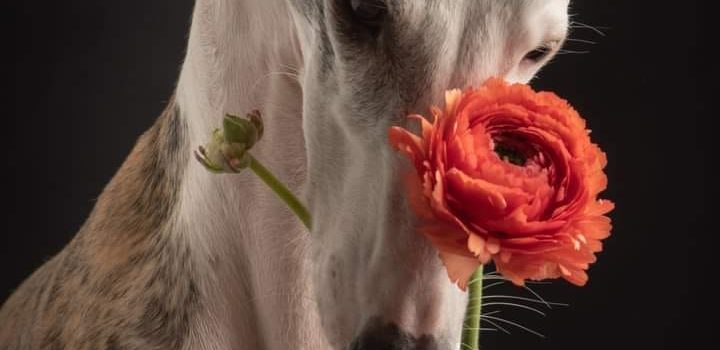 VERSO LA CONVERGENZA DELLE GRANDI RELIGIONI: SPERANZA DI PACE NEL MONDO