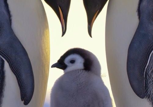 PANDEMIE NON AUTORIZZATE