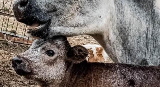 LE PARCELLE DEI PROFESSIONISTI