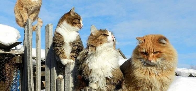 VINCERE  BISOGNI INSODDISFATTI, ATTACCHI DI PANICO, STRESS, ANSIA