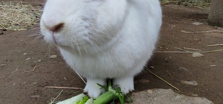 OLTRE I 5 SENSI: IL PENSIERO E LA SCIENZA DI RUDOLF  STEINER NELLA PERCEZIONE DEI MONDI SOTTILI