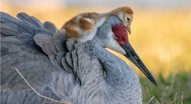 A PROPOSITO DI VACCINI