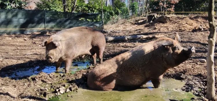 VEGAN PERCHE’?  MILLE DOMANDE, MILLE RISPOSTE