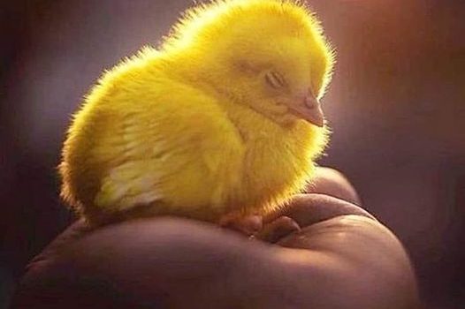 CHILI DI TROPPO e… I  TEMI FONDAMENTALI DELLA VITA