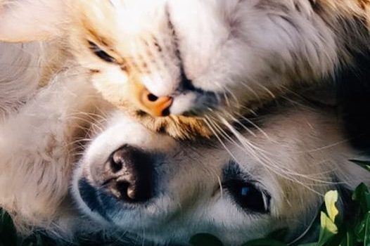 LA CRESCITA DEI  “BAMBINI VITELLO”