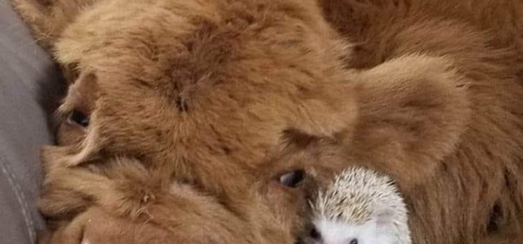 CHE COS’E’ L’UNIVERSALISMO