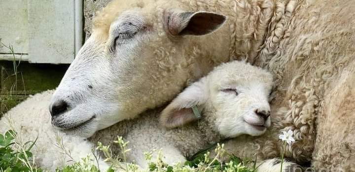 ALIMENTAZIONE VEGETALE NELL’ATTIVITÀ FISICA E NELLO SPORT