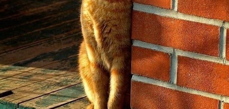 Il gatto è un animale intriso di mistero fin dai tempi antichi