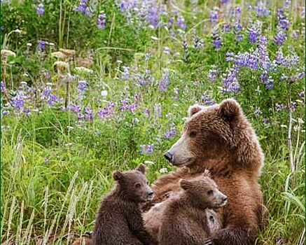 LATTE, LATTICINI E FORMAGGI, ALIMENTI INCOMPATIBILI CON LA SPECIE UMANA  