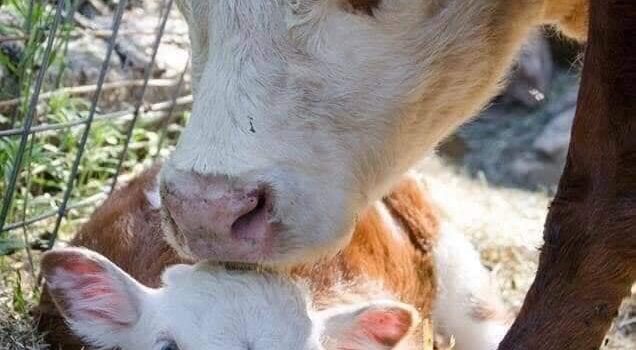 GUERRE E ALLEVAMENTI INTENSIVI: IMPATTO SUL PIANETA E SULLA NOSTRA VITA