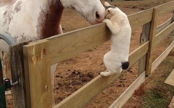 Nel mio cellulare ci sono talmente tante foto di gatti che adesso non squilla più. Fa le fusa…