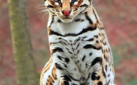 FITOTERAPIA, ERBORISTERIA E FITOALIMURGIA: LE PIANTE OFFICINALI DEL BENESSERE