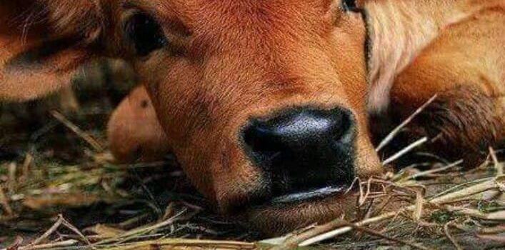 LA CHIMICA NEL PIATTO: IL DIRITTO A NON MORIRE AVVELENATI